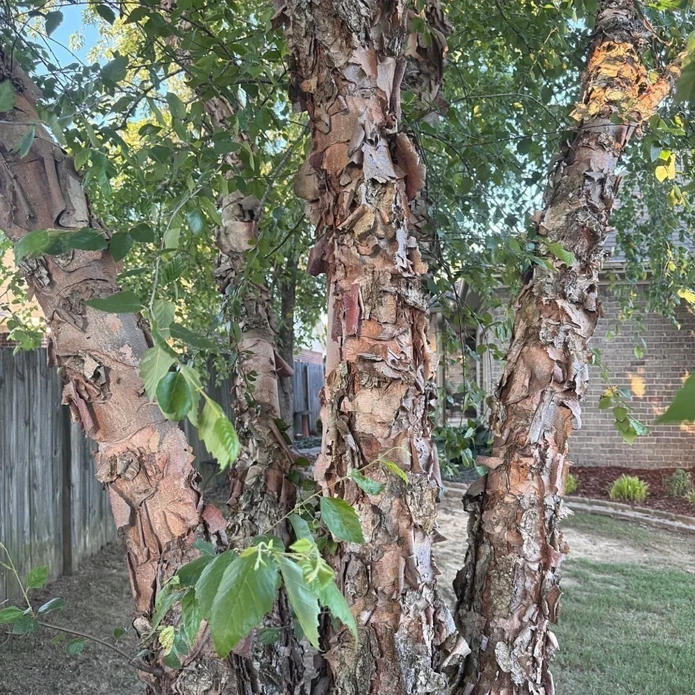 Beautifully Textured Natural River Birch Bark